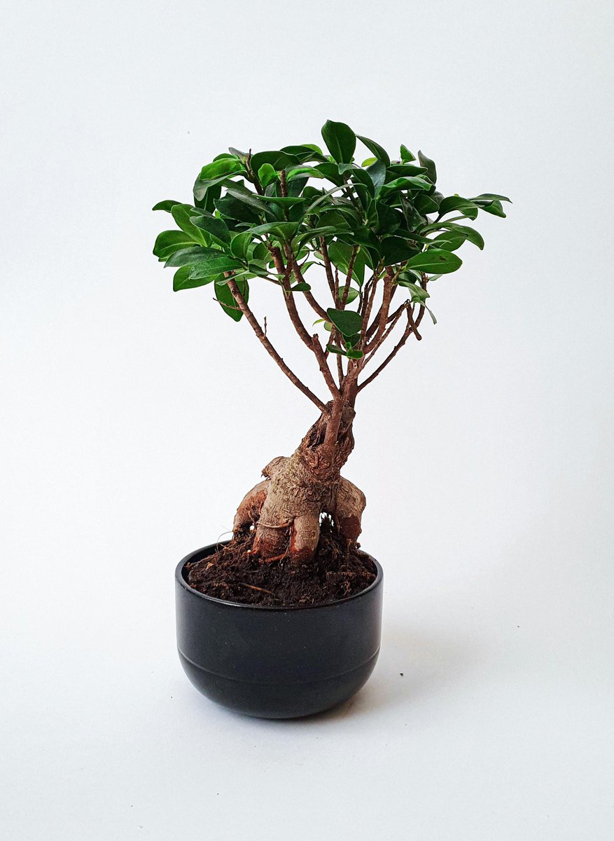 lifecourseUofT's tweet image. The mechanism of black #ginseng extract in alleviating inflammatory #aging
eurekalert.org/news-releases/…
