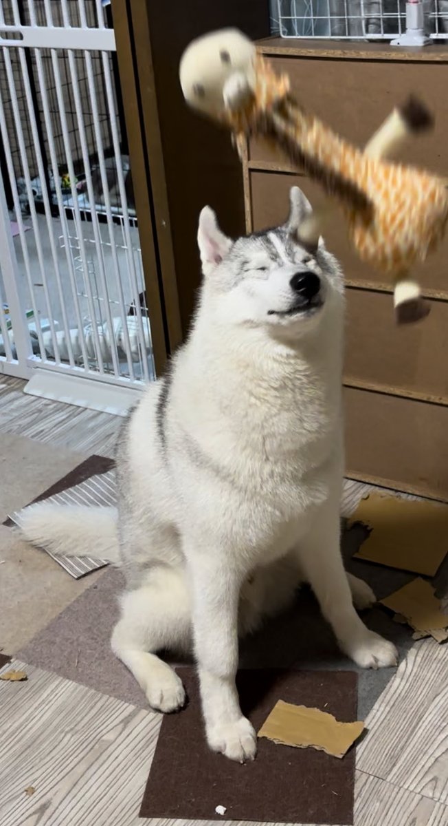 fukumaru_buna's tweet image. あたりまえに ｷｬｯﾁ 出来ると思って
投げたら、結構早い段階から
顔で受け止める覚悟を決める犬もいます。