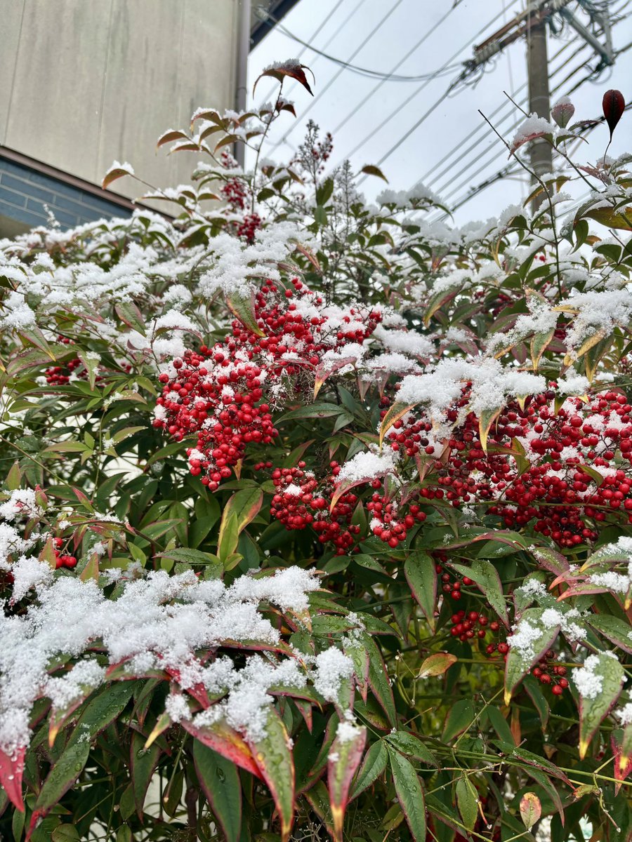 henkojake123's tweet photo. おはようございます☺︎

めずらしく
枚方もうっすら雪景色⛄️

仕事前に投票も行ってきました🎫

京都は雪はどんな具合だろう？？
これから出勤です🚃

#おはようX https://t.co/CNeyQXWRYh