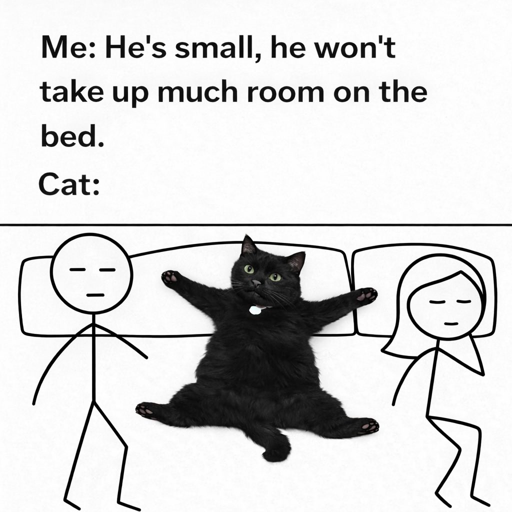 NoCatsNoLife_m's tweet photo. https://t.co/IQ7LIds7dU