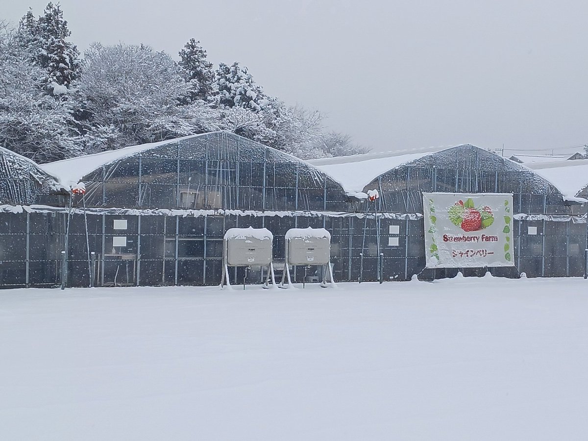 shineberry1583's tweet photo. おはようございます。
本日は降雪の為、臨時休業とさせていただきます。
尚、明日月曜日は定休日の為、火曜日より営業させていただきます。
何卒、よろしくお願い致します。
#シャインベリー　#いちご狩り　#いちご直売　#千葉県 https://t.co/ivgfR4vsVP