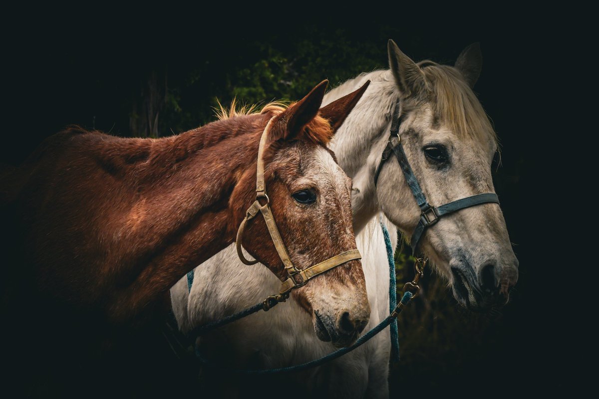 EyeOfTexasPhoto's tweet photo. Taken in San Antonio,Tx. 11/12/25
#SanAntonio #Texas #Photography #Outdoors #Wildlife #Horses https://t.co/QUAdMFpBwD