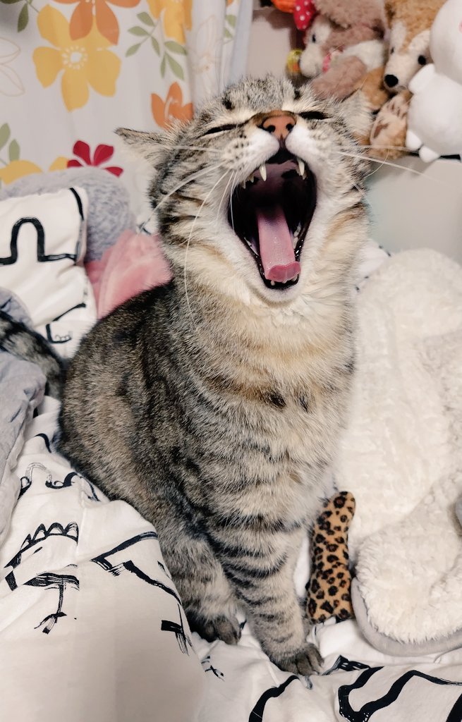 おはよ〜〜〜〜〜！！！ﾑﾆｬﾑﾆｬ