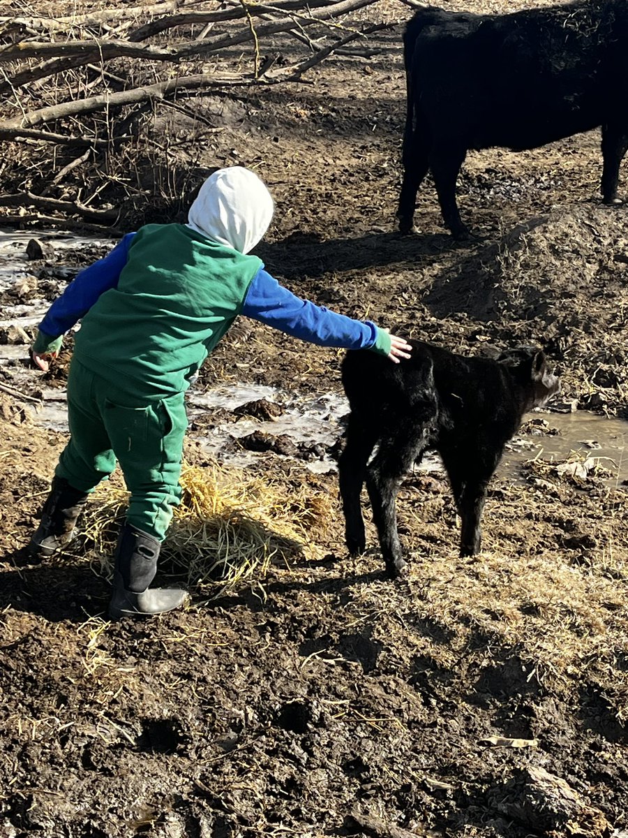 Saturday with the baby calves ❤️