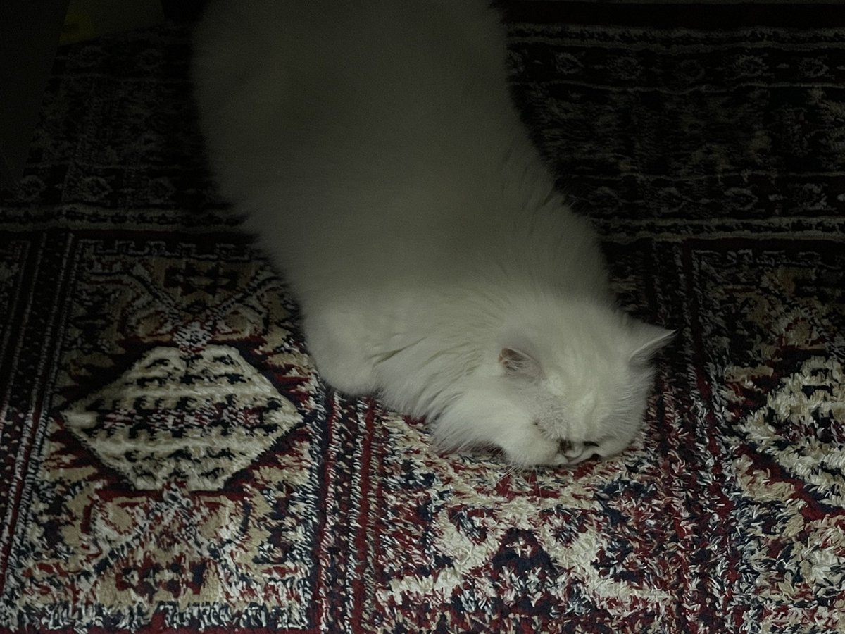 Hamad 🐸 tweet media