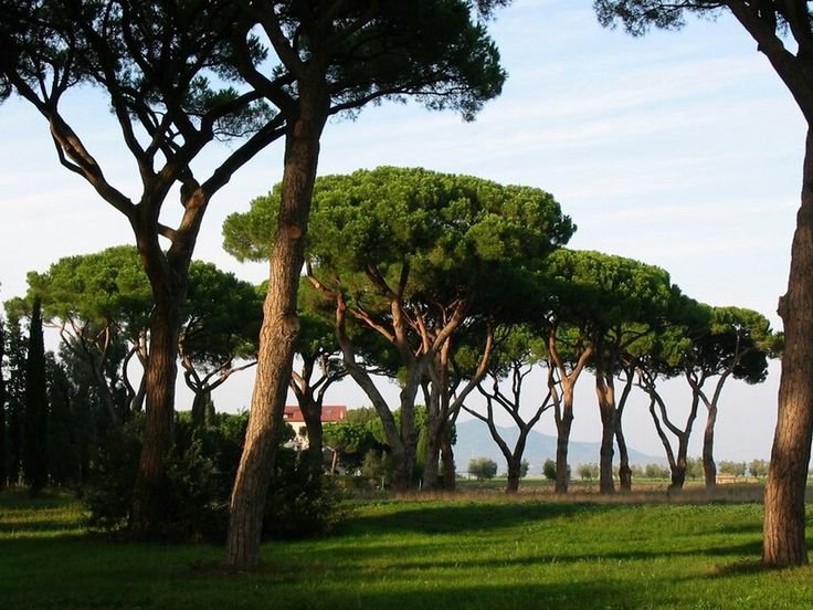 bütün ağaçlar övülmeye layık ama hurma, söğüt, selvi ve çam ağaçları bir başka güzel...