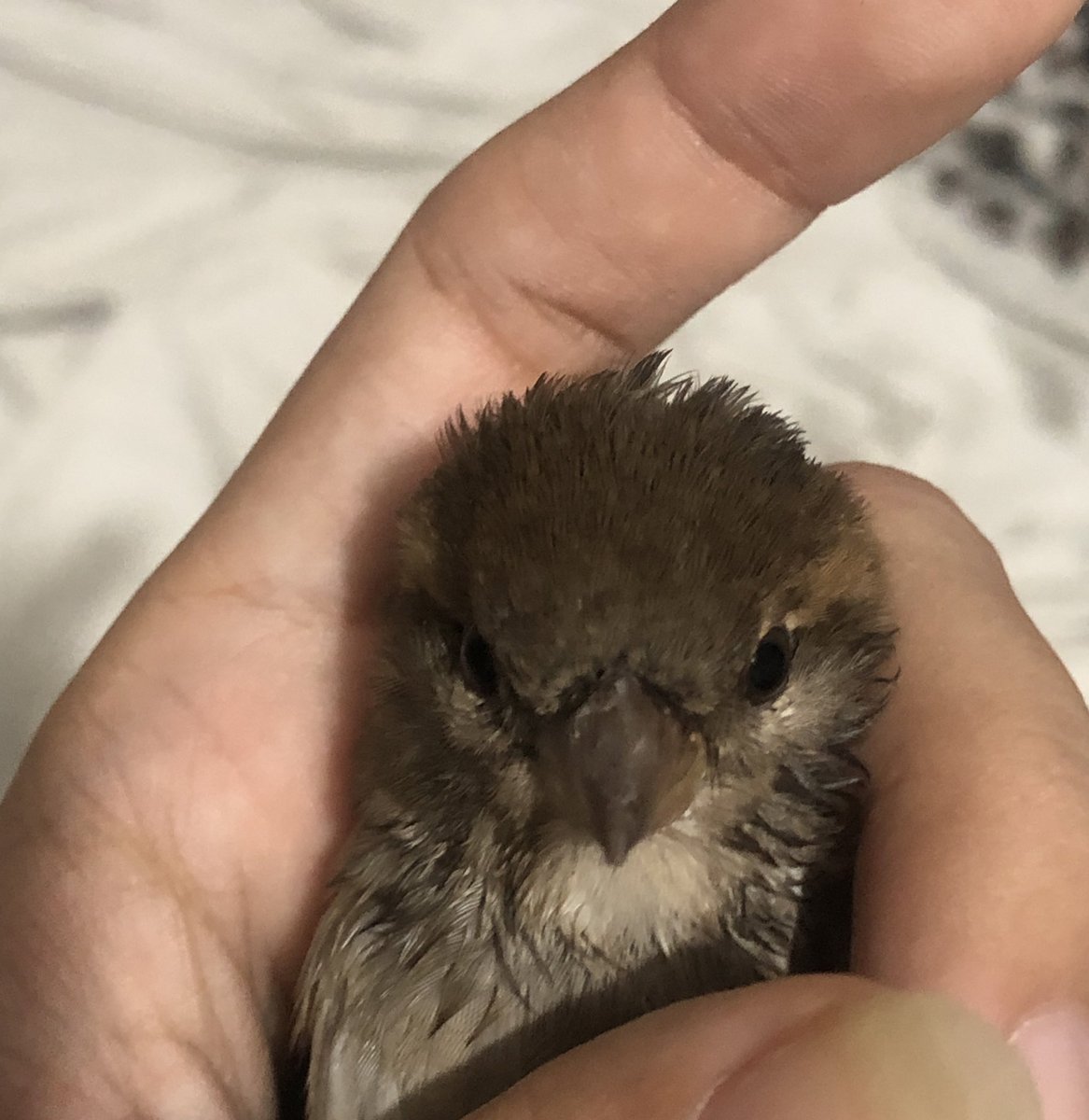 ele caiu aqui em casa 😭💔💔😢