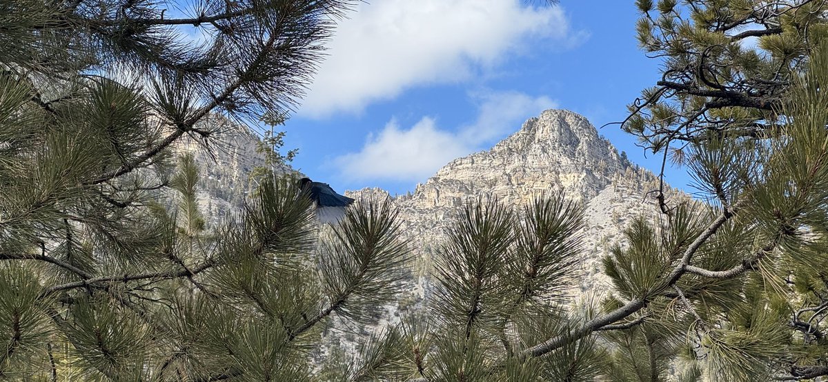 Mt Charleston Mountain Man tweet media