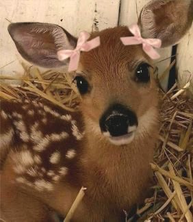 elaschmela tweet media