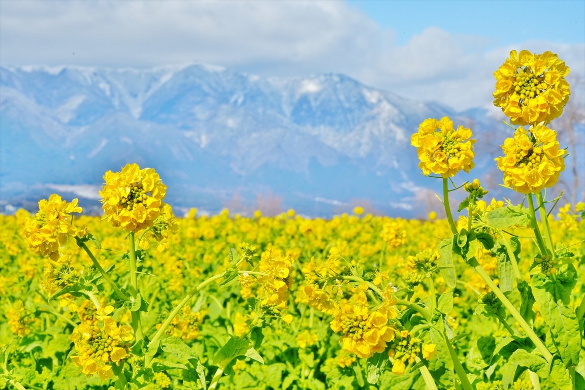 おはようございます
なぎさ公園の菜の花と雪山
雲がなければ
青空で雪山が映えたのに〜
 #菜の花  #雪山
