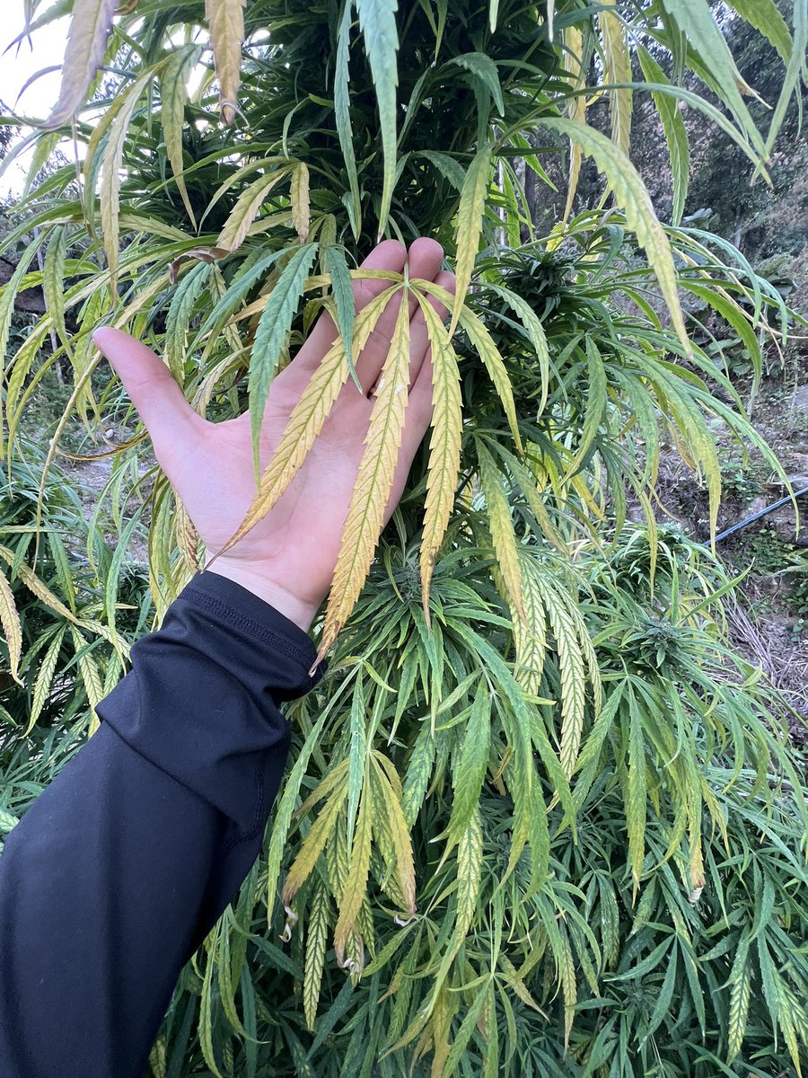 Łаηdrąćę Вureaմ tweet media