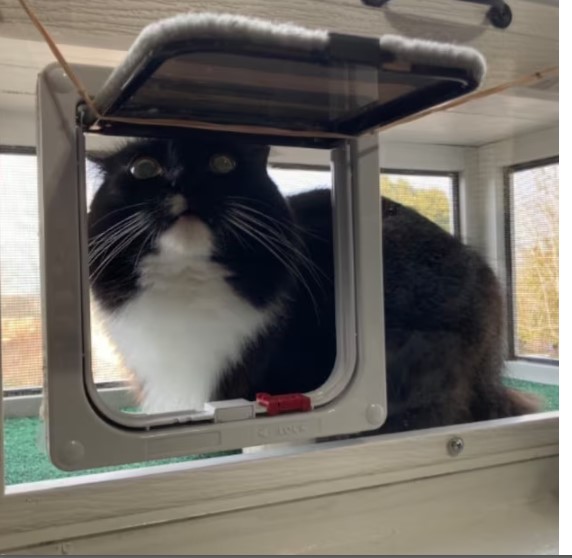 Catwindowpatios's tweet photo. Once we're gone, so is the opportunity to buy real construction-grade cat window patios. We're barely hanging on-no joke. This winter has been brutal for us, so if you can order or plan to, this is the time;) Please support small biz's! (links in profile) #cats #caturday #CatLife https://t.co/opKCT2Jckp