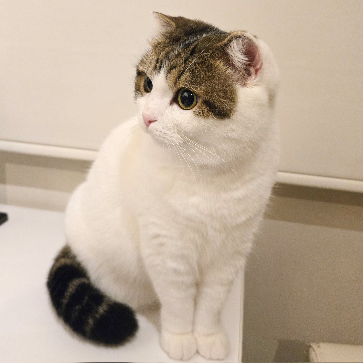 S様🐰 (@s_sama0924) / Posts / X