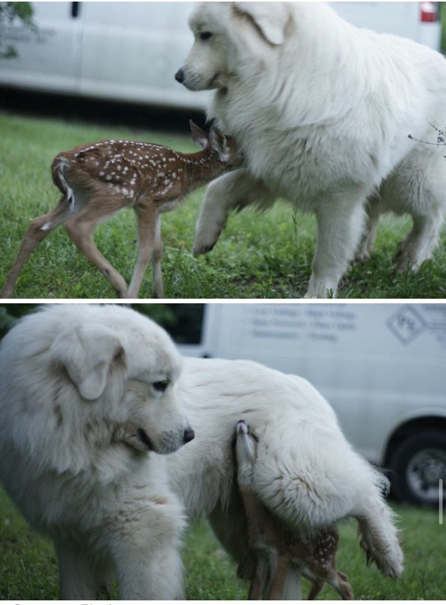 Deerpostss's tweet image. If not mama, why so floof