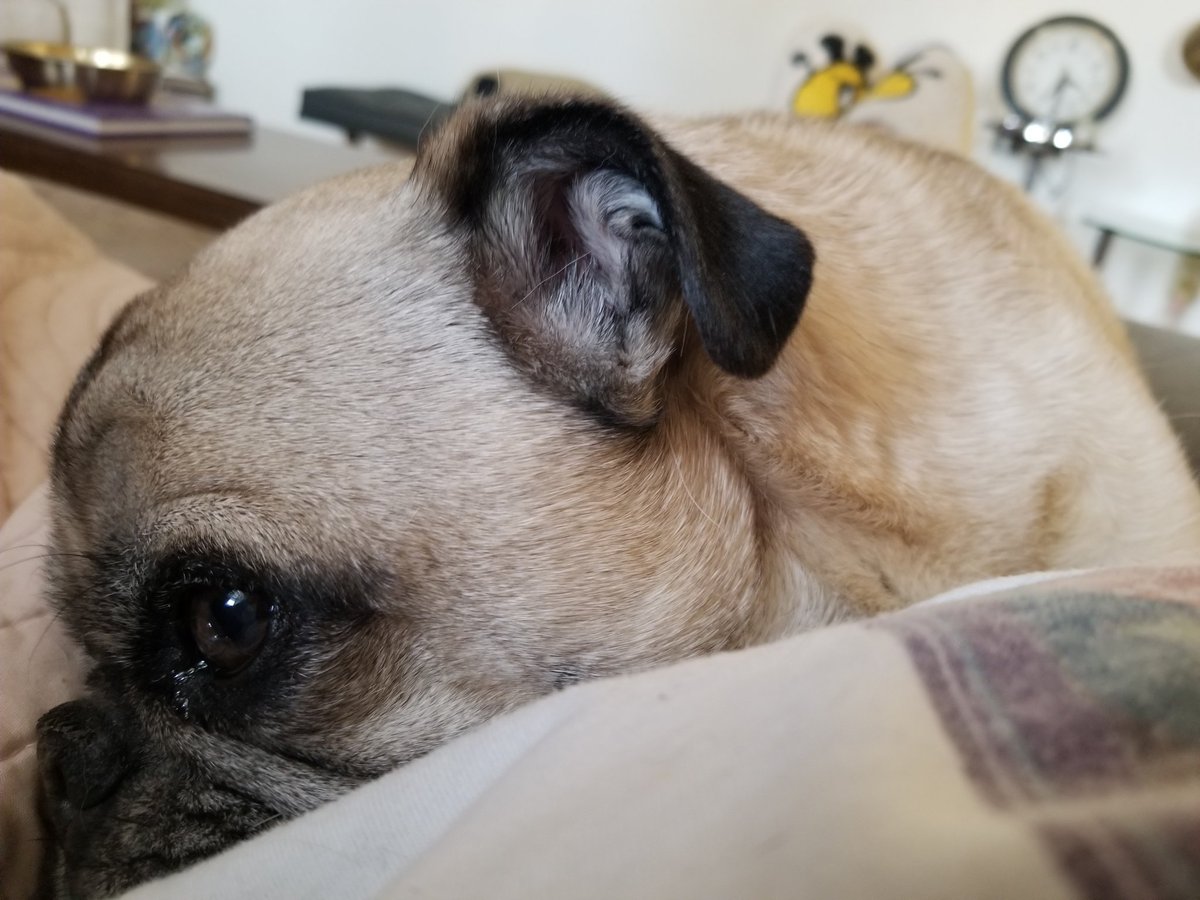 LiamWonderPug's tweet photo. Listening to the clock tick, waiting for suppertime.
#Saturday #hangry #pug #dog #timestandsstill https://t.co/O0uUcFVp6K