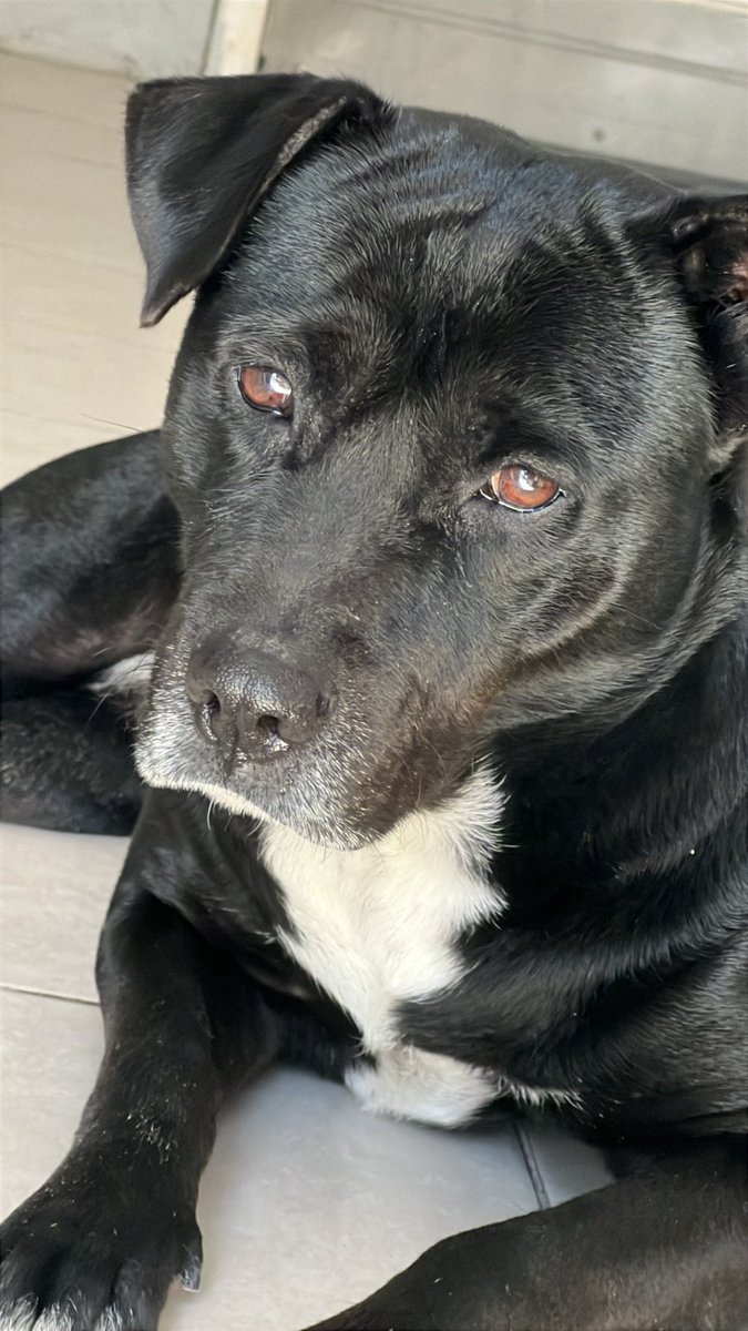 dogjorge1's tweet photo. How was your day ? 
      🥴❤️ Que tal tu día ?

#DogLovers #dogsofinstagram #x #perros #twitter #dog #dogs #perro #dogjorge #jorgegaucin  #day #dia https://t.co/15mHArJ1oS