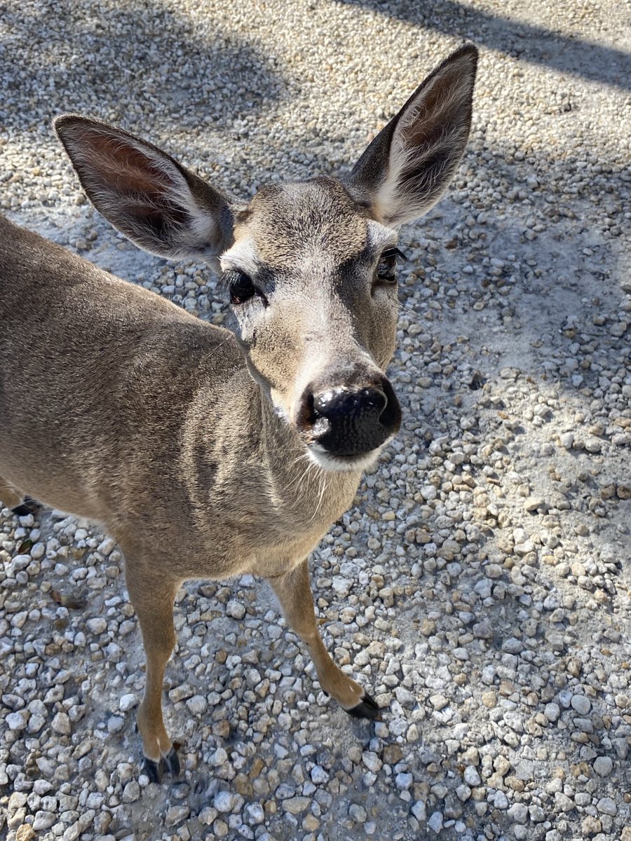 RacingToDisney's tweet photo. I think I interrupted the Key Deer family dinner. #BigPineKey #KeyDeer https://t.co/VlG0Vn4iG5