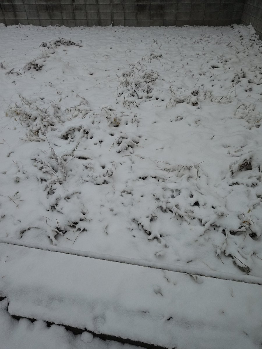 ここは雪国ですか