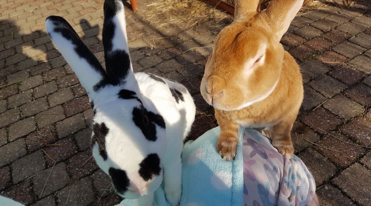 Bunnies's tweet photo. https://t.co/nM4qXKe3Lz
