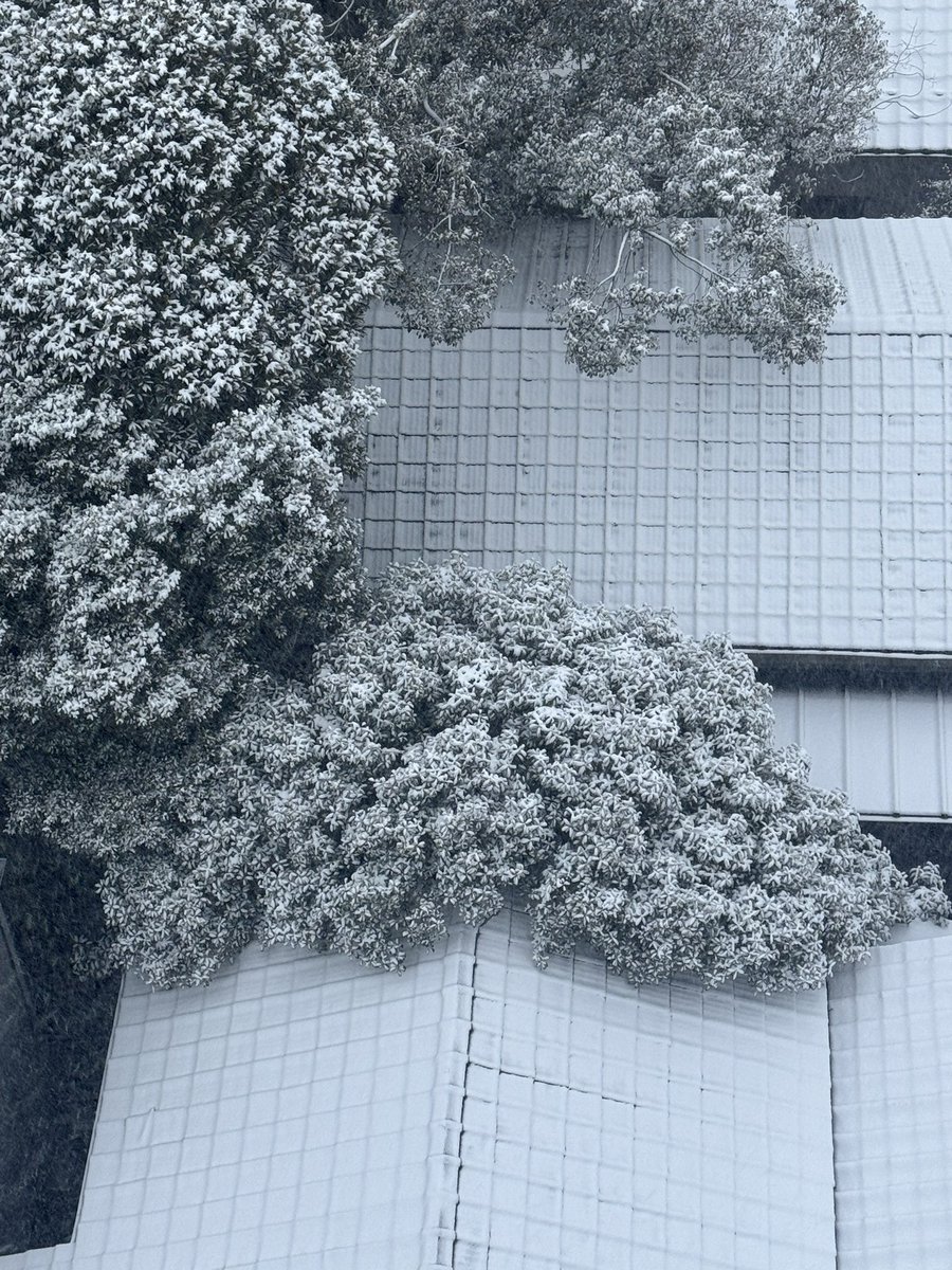 雪の朝です
おはようございます