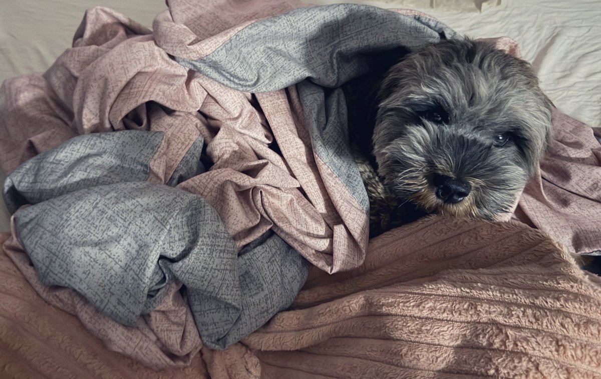 PleasedByViolet's tweet photo. Busch has a fever 🤒 
Please consider hiring me to help with vet bills 🙏

All Valentines comms are 5% off 💕 https://t.co/8XAhj68Z3O