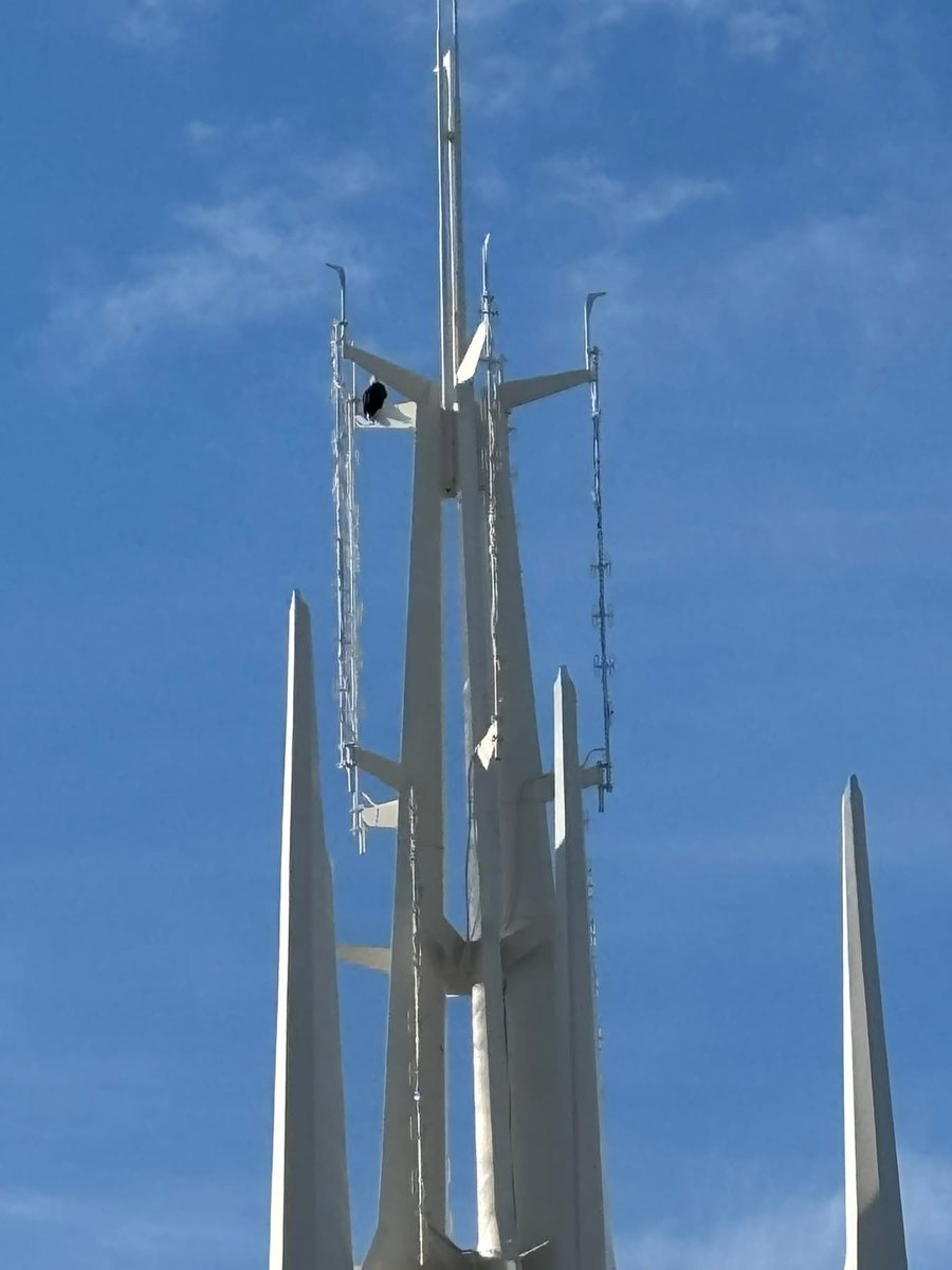 Bald Eagle spotted on top of Space Mountain! Happy 250th America!