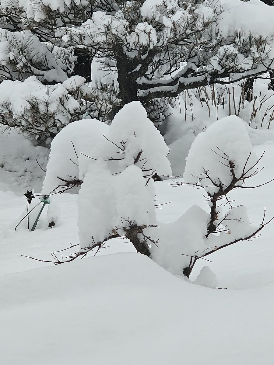 八ヶ岳オーレン小屋 tweet media