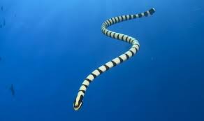 random_snakes's tweet image. As a snake account, I proudly support your political agenda with a sssssupport sea snake! 🤪🐍🌊🦀🦞🐠🐟🦈🐡🪼🐋🐬🦭🐊🦐🦪🐙🦑 #VoteForMarineAnimals #SaveTheOcean #animals