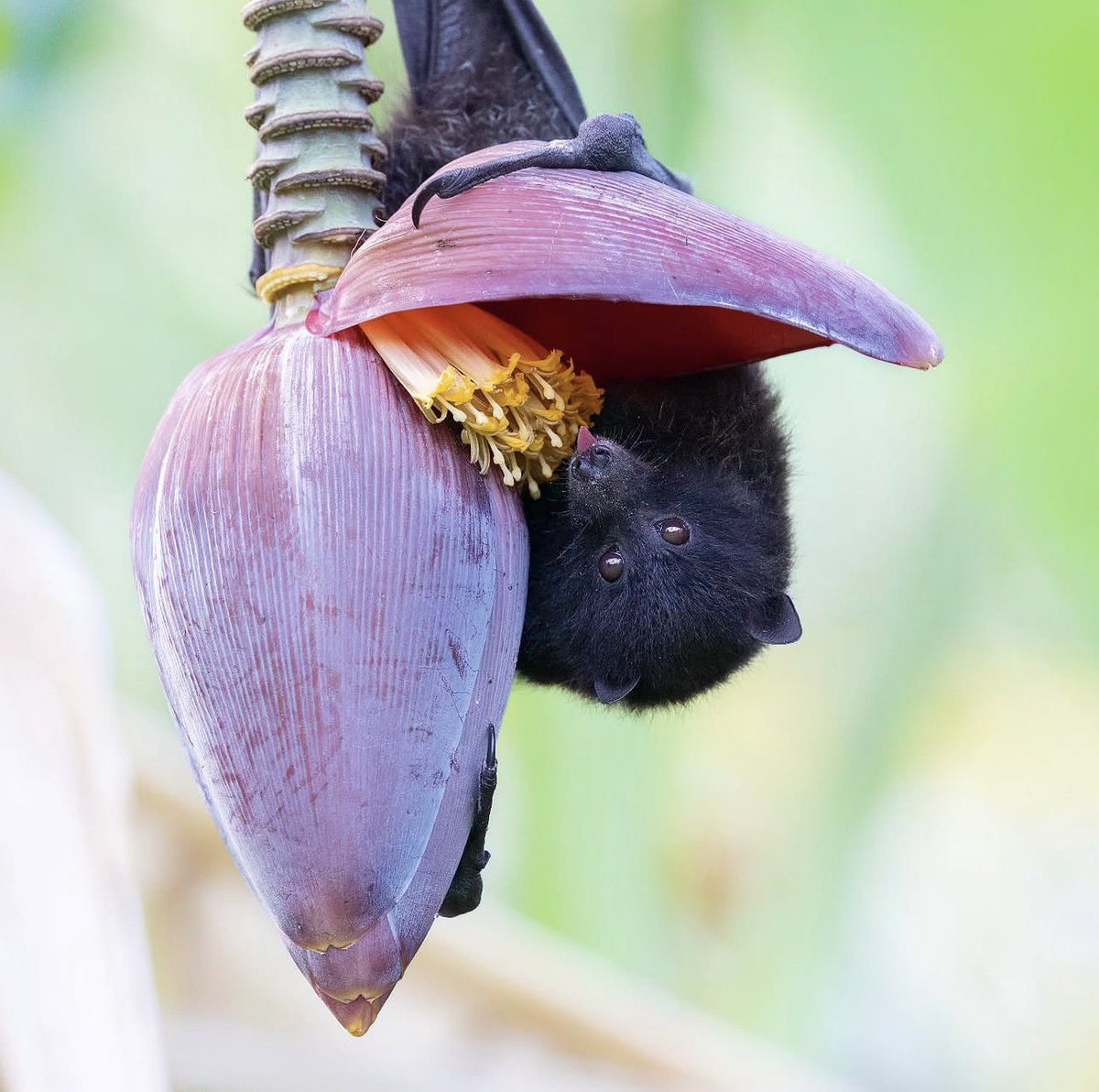 AusBats's tweet image. 🦇Check out this amazing photo by Faunagraphic!
A Christmas Island Flying-fox is feeding on some banana flowers- if you look closely you can see the pollen on its nose.
#ausbats #christmasisland #flyingfox #bats