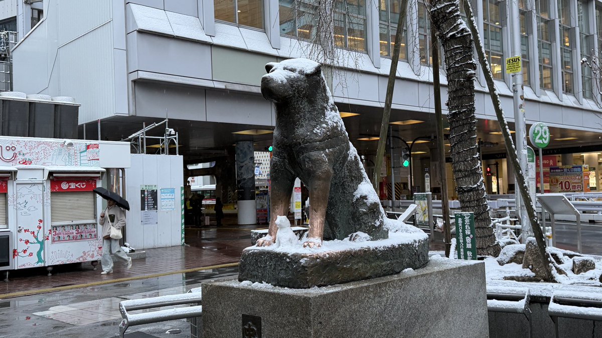 Shibuya_news_03's tweet image. 今年はハチ公雪だるま作る人がいなかったので不器用ですが自分で作りました。#渋谷