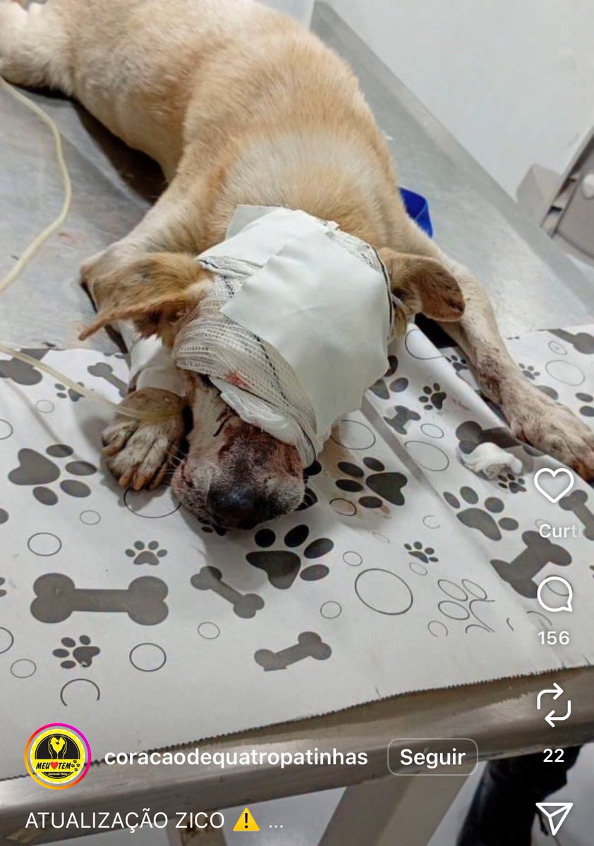 Fevieira_s's tweet photo. Infelizmente @focusthecase fechou o perfil por segurança. Somos mt expostos e ameaçados quando denunciamos maus tratos de animais. Ela foi incrível e continuará na luta pelo Chico. Eu tb tenho medo, mas não quero desistir. Juntos somos mais fortes.

#JusticaPorChico https://t.co/oavadbg8HN