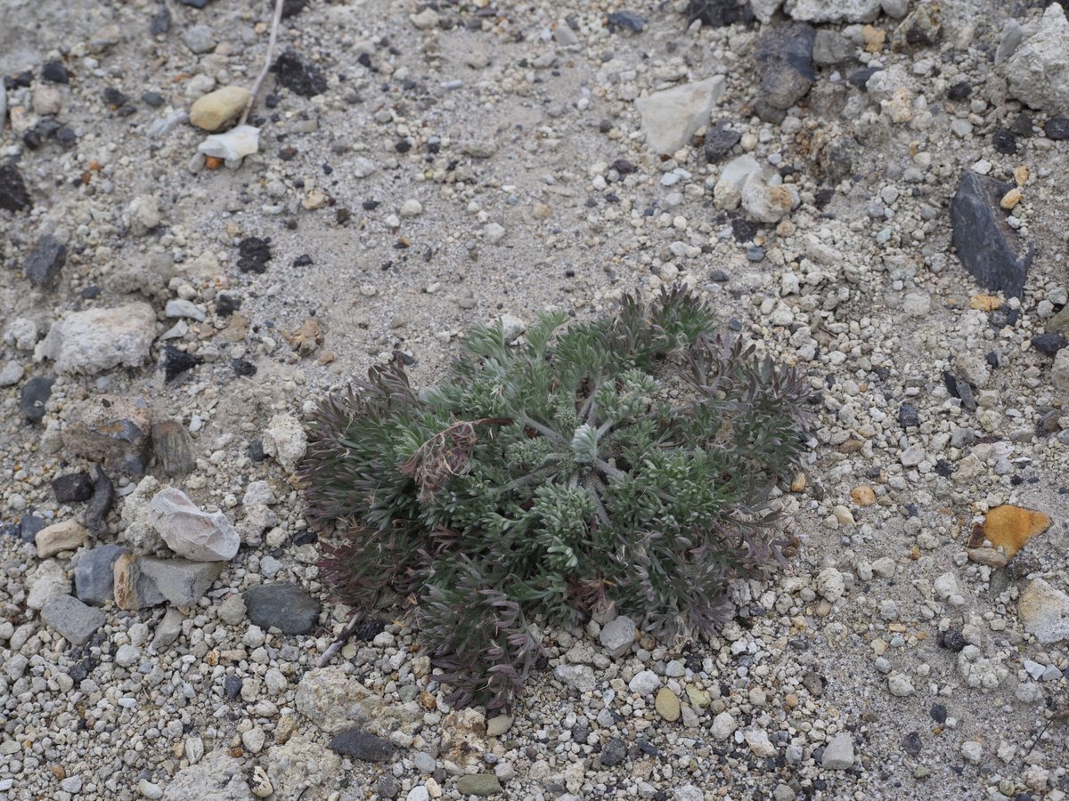 カワハヤ (@uu_nousonseitai) on Twitter photo 