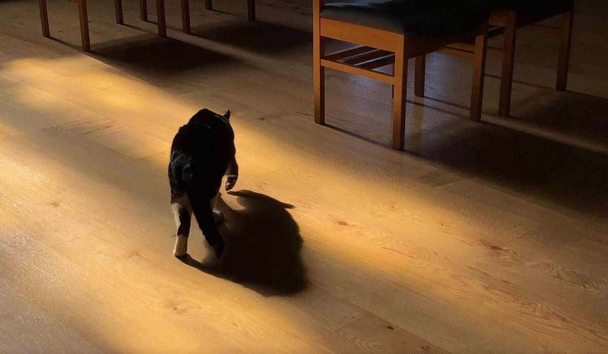 SPECR_cat tweet media