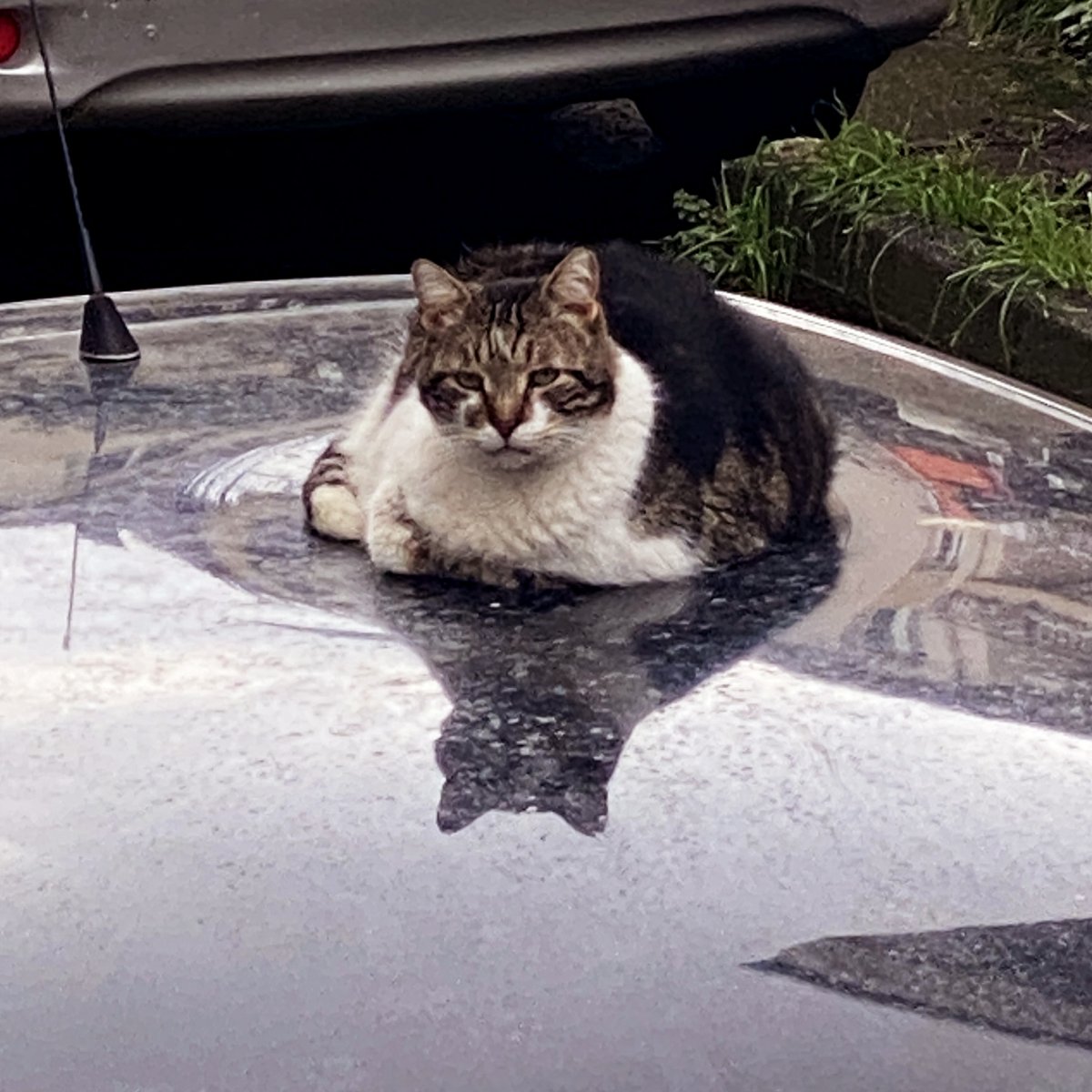 ⚖️ Kütlesiyle, üzerine çıktığı aracın tavanını uzay ve zaman dokusu benzerinde eğen dobi kedi ektedir.