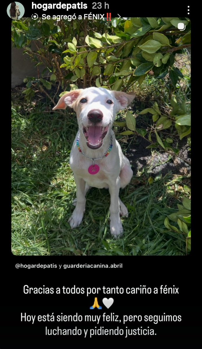 patri_carolyn's tweet photo. FÉNIX HOY 🐕♥️
Feliz, rodeado de mucho amor, el cual merece tanto 🫴🏻❤️
Está recibiendo regalos ! Peluches y juguetes ! Y Fénix está  aprendiendo a jugar! Muchos quieren hacerle regalos. Hacerle llegar su amor de alguna manera 💞
Novedades 👇🏻 https://t.co/2AOMR2LyJs