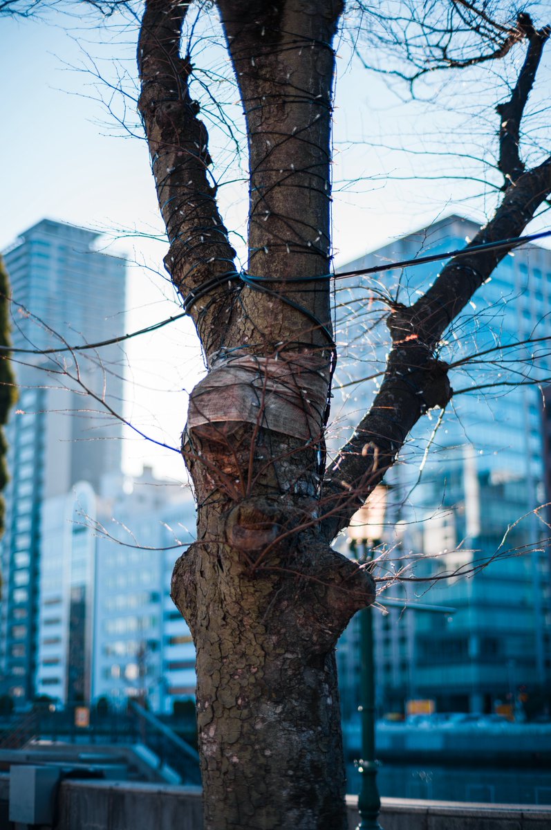 みかづき (@mic_azuki) / Posts / X