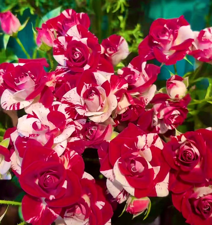 戸惑う私の心は16歳の頃のままやね