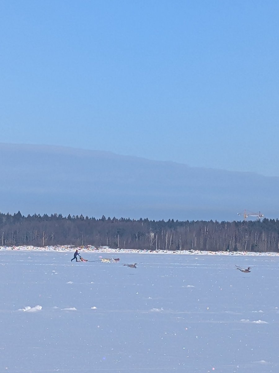 Гуляли по замерзшему заливу, видели людей с собачьей упряжкой и летящих гусей