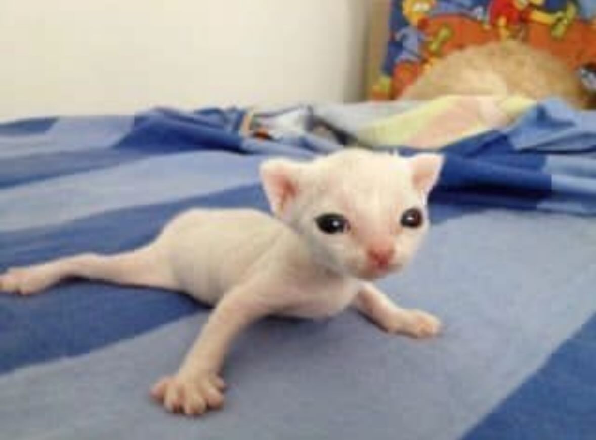 Punch Cat (@punchingcat) on Twitter photo 