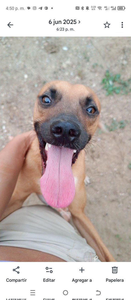 Un hogar para Chase. Su familia se muda y no lo pueden llevar. Necesita un nuevo hogar. Su tutora puede ayudar con sus gatos de alimentación. Es tamaño mediano muy cariñoso. #adopta #islademargarita