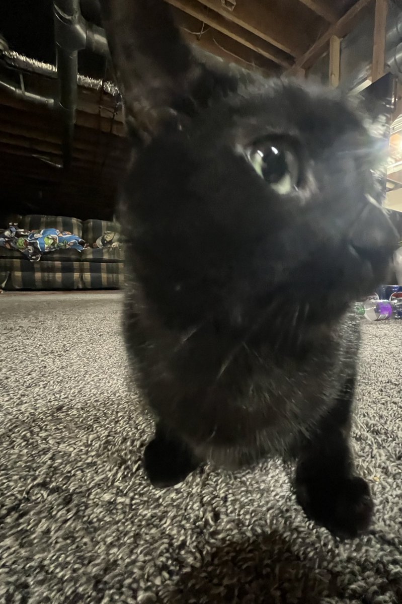 Sirius💫 tweet media