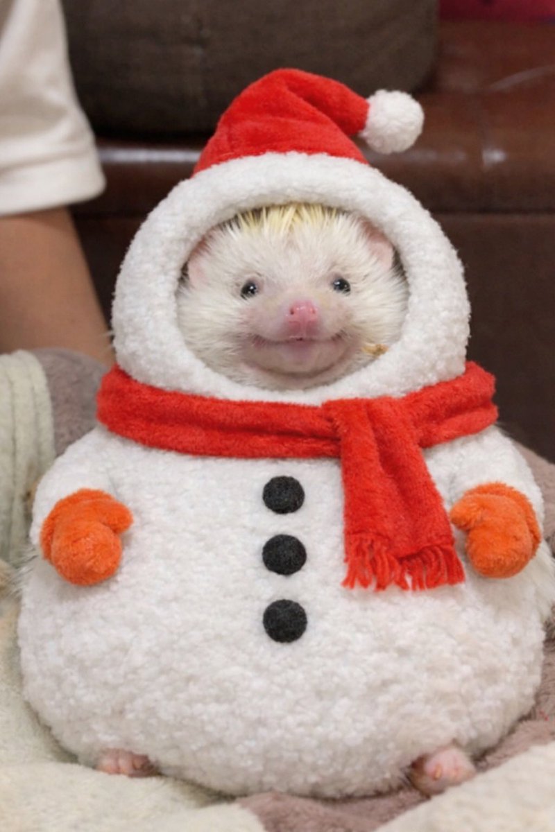 クリスマス☆雪だるま&ハリネズミ Post by K saw oasis☃️ on X: 누엘