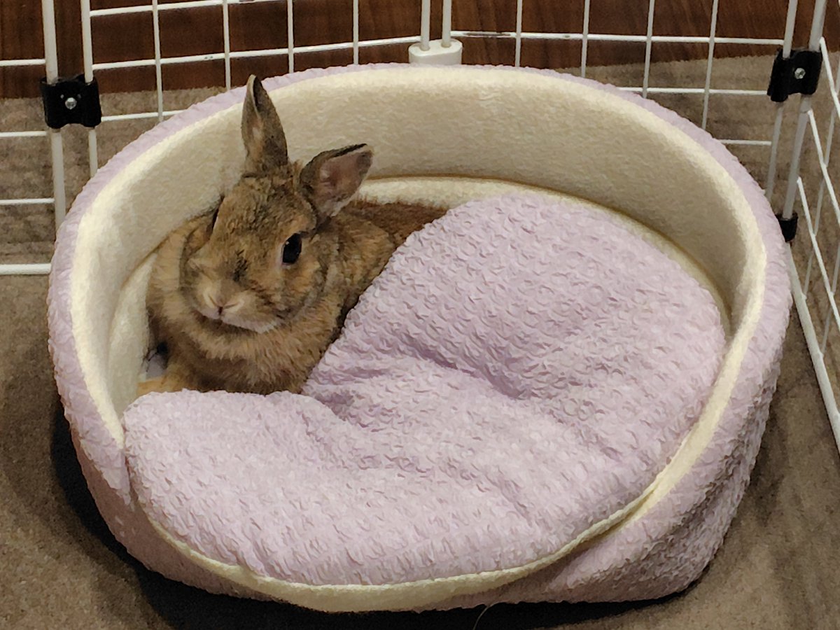 雪だね⛄️寒いから今日はベットでゆっくりしよう🐰 #うさぎ