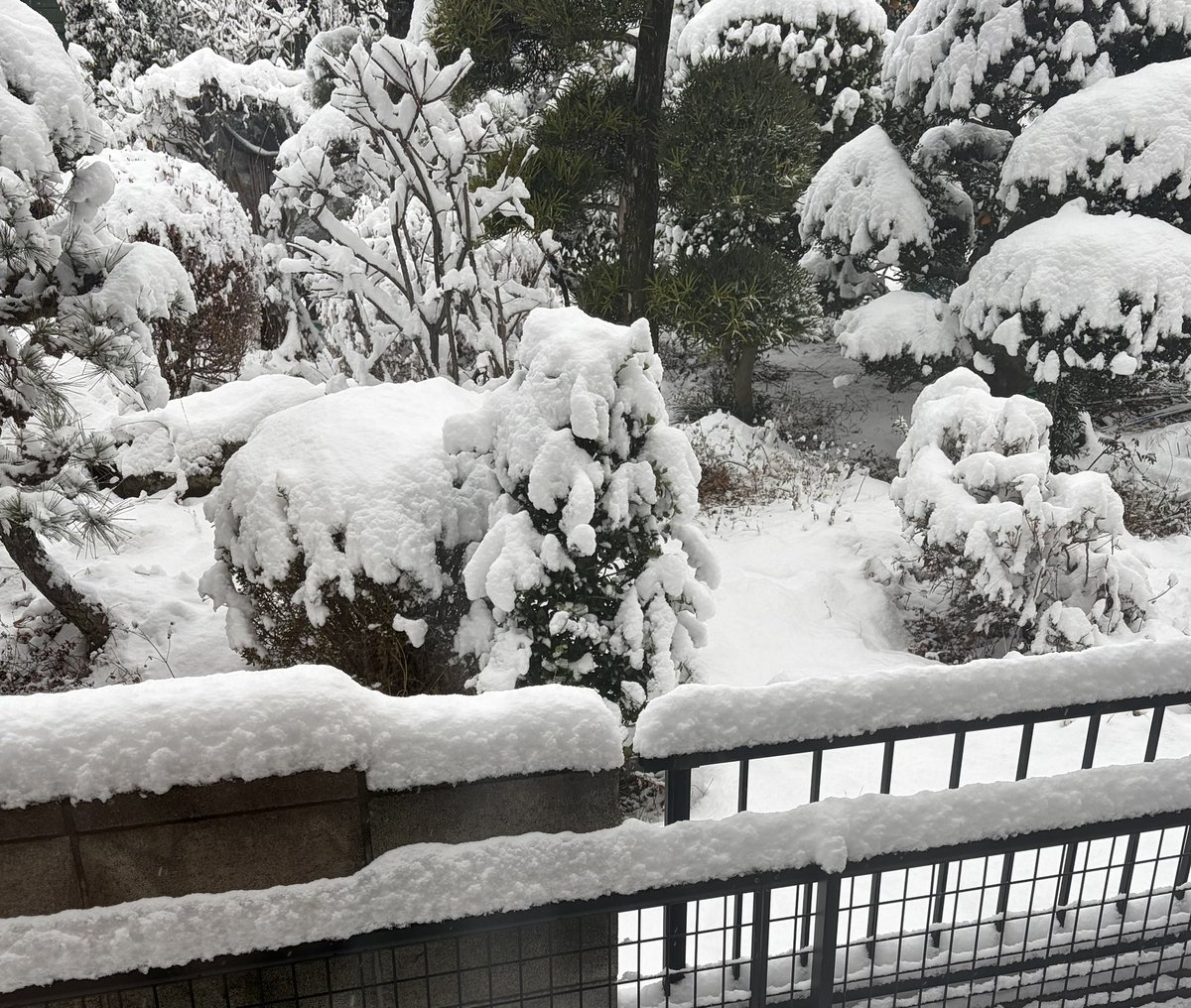 Tamago009's tweet photo. おはようございます⛄️
まさかこんな積もるとは😱 https://t.co/QaVURAz8y1