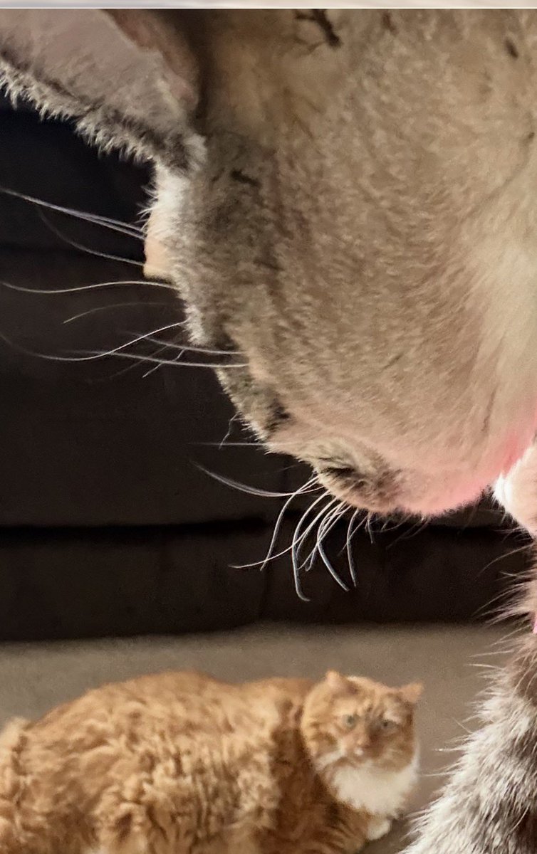 🐛🌷Dean🦋🪴 tweet media