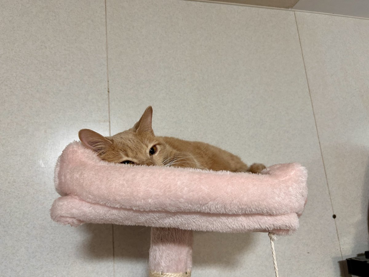 potasala1's tweet photo. ﾈｺﾁｬﾝをのぞく時ﾈｺﾁｬﾝもまたこちらをのぞいているのだ
#猫のいる暮らし https://t.co/SMFBXcujgo