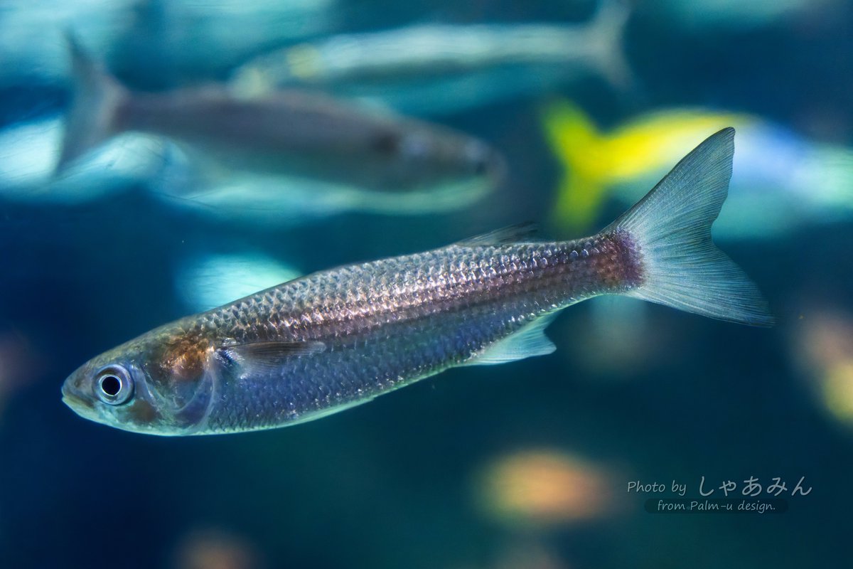 しゃあみん with Diavel and α1 (@KodaHiroshi) / Posts / X