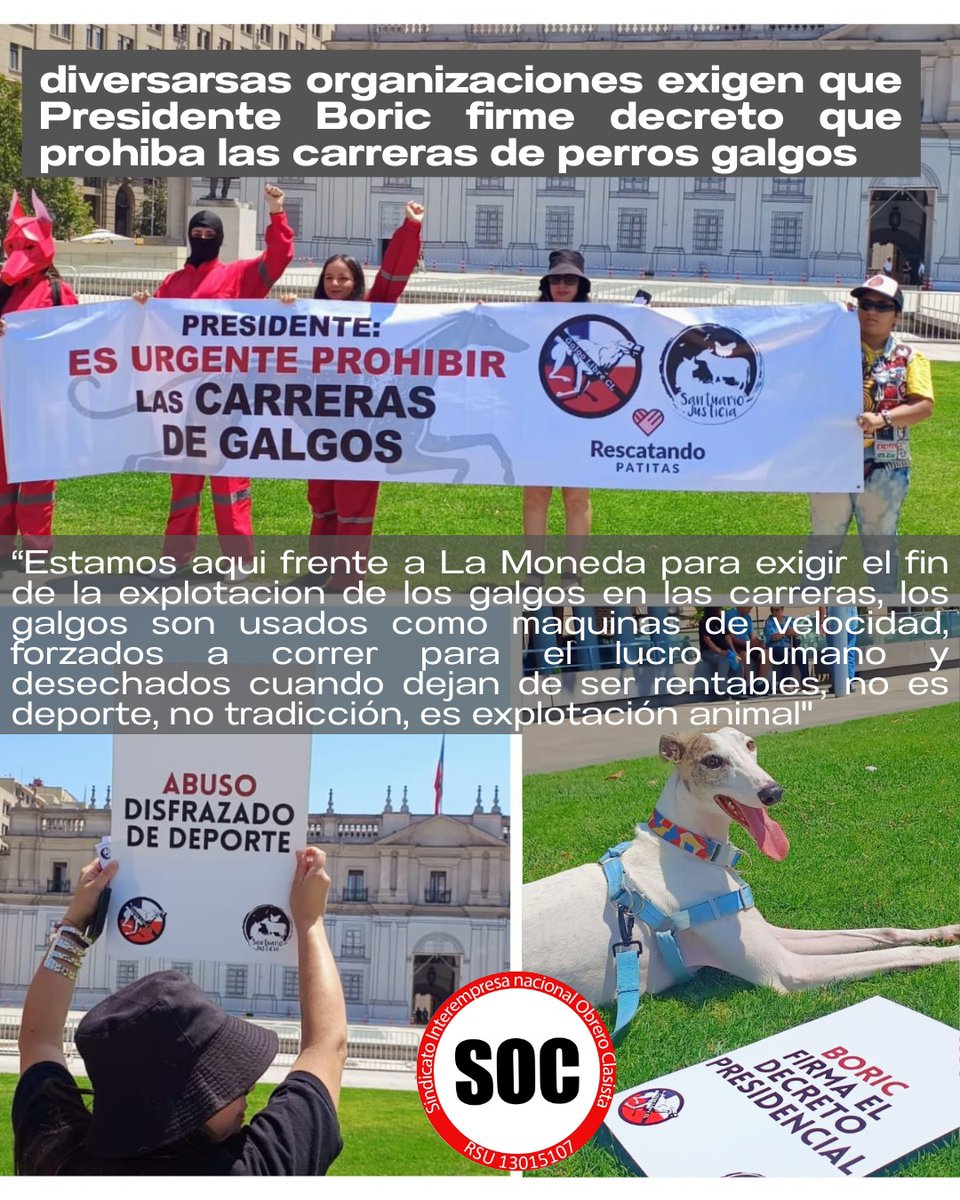 Estamos aquí frente a La Moneda para exigir el fin de la explotación de los galgos en las carreras, los galgos son usados como maquinas de velocidad, forzados a correr para el lucro humano y desechados cuando dejan de ser rentables, no es deporte, no tradición... #galgoslibres