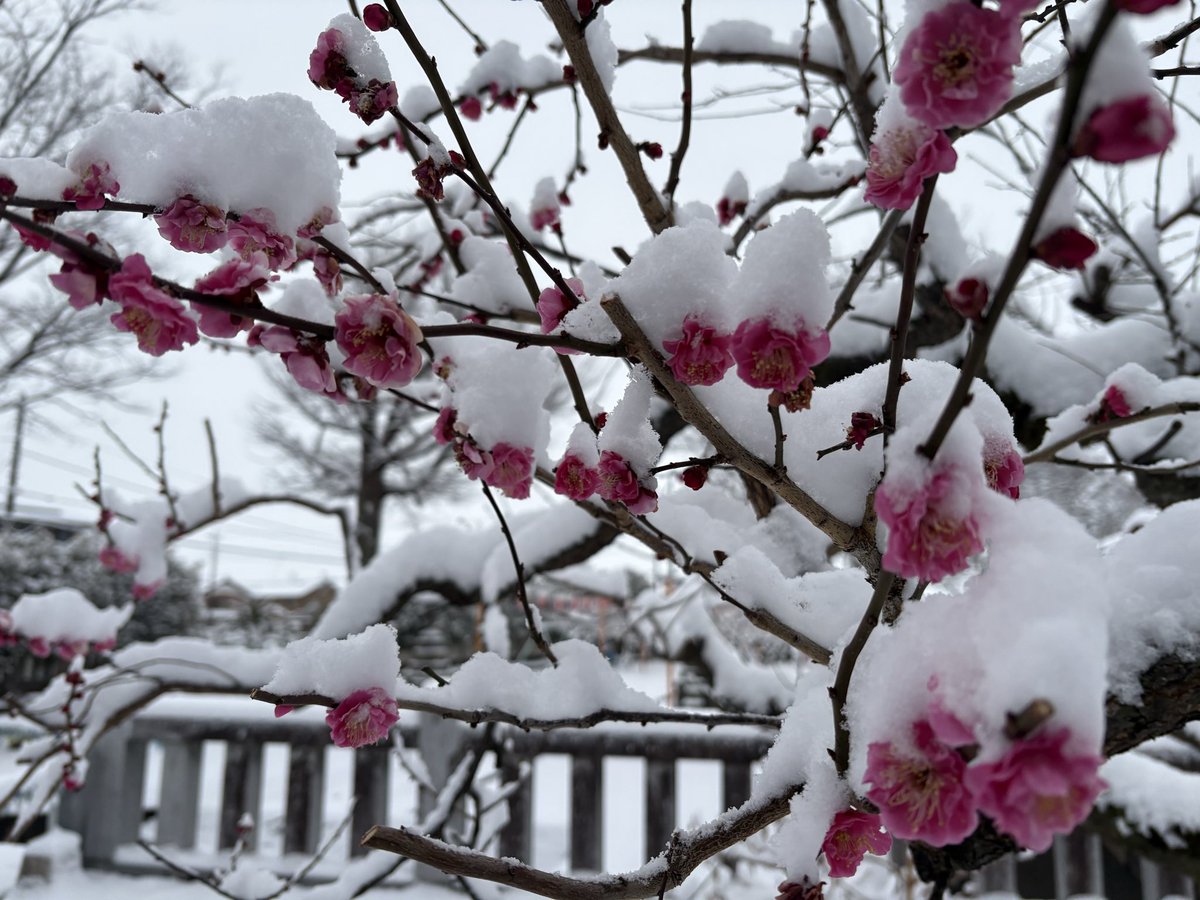 tenjin_main_jp's tweet photo. 梅の花に雪が積もりました☃️ https://t.co/nIcsaaalf3