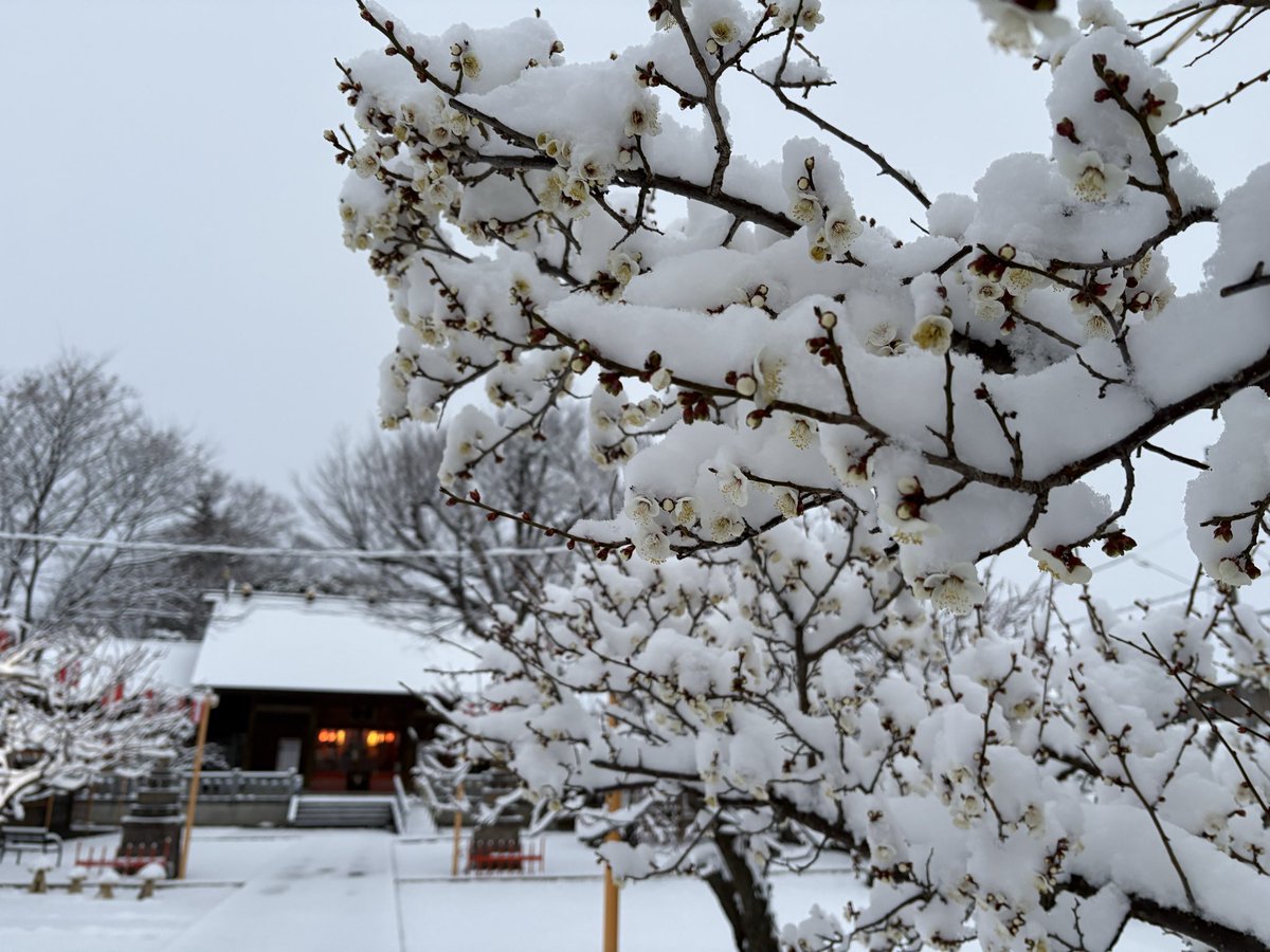 tenjin_main_jp's tweet photo. 梅の花に雪が積もりました☃️ https://t.co/nIcsaaalf3
